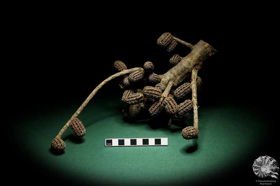 Allocasuarina humilis (19286) a dried fruit from Western Australia | Dried fruit