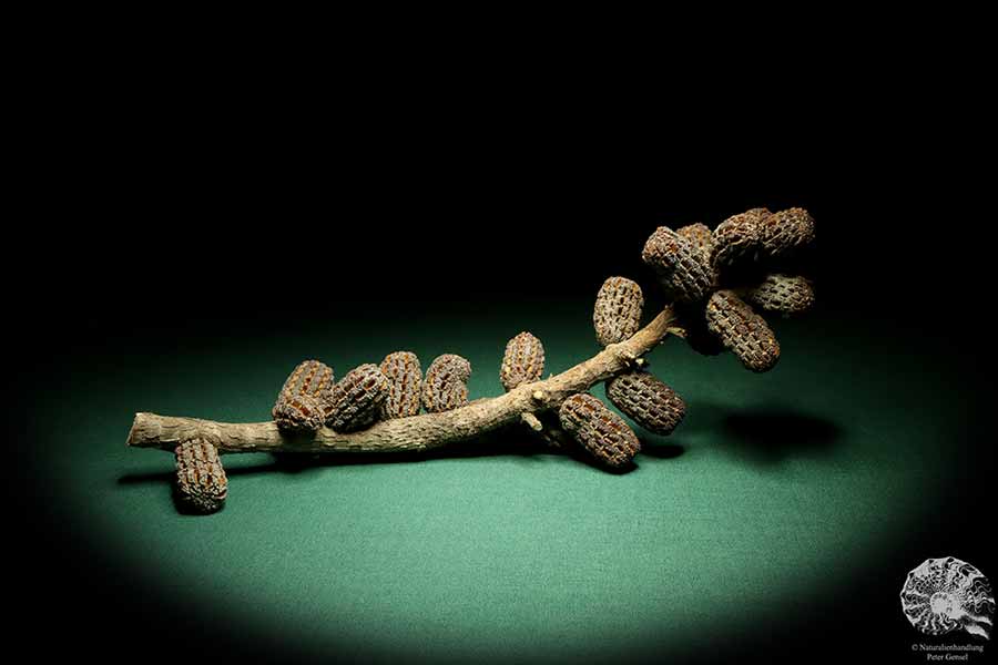 Allocasuarina humilis (19289) eine Trockenfrucht aus Westliches Australien | Trockenfrüchte