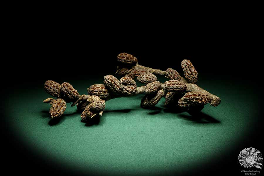 Allocasuarina humilis (19290) a dried fruit from Western Australia | Dried fruit