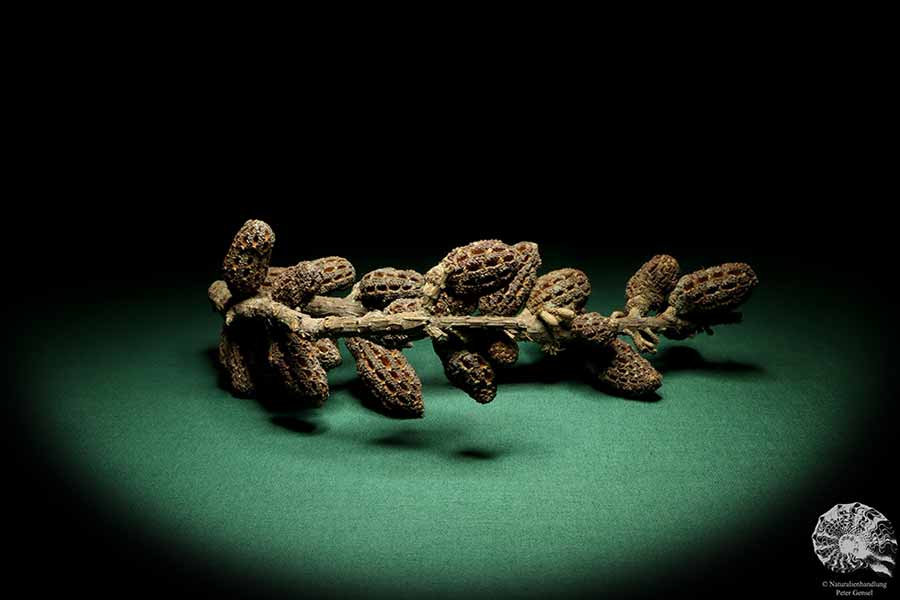 Allocasuarina humilis (19290) a dried fruit from Western Australia | Dried fruit