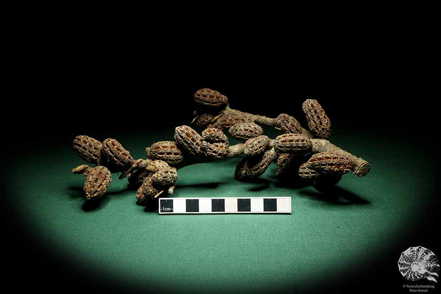 Allocasuarina humilis (19290) eine Trockenfrucht aus Westliches Australien | Trockenfrüchte