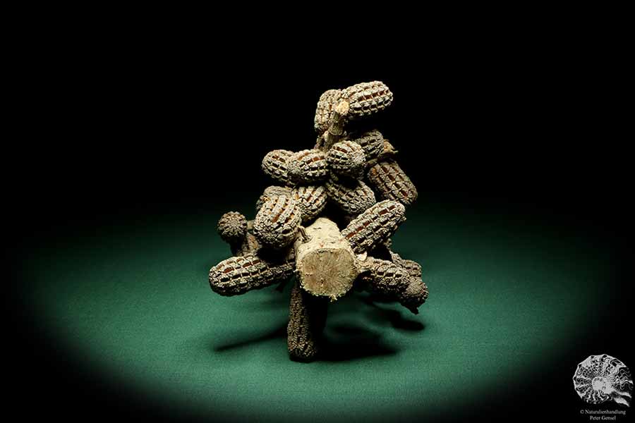 Allocasuarina humilis (19291) a dried fruit from Western Australia | Dried fruit