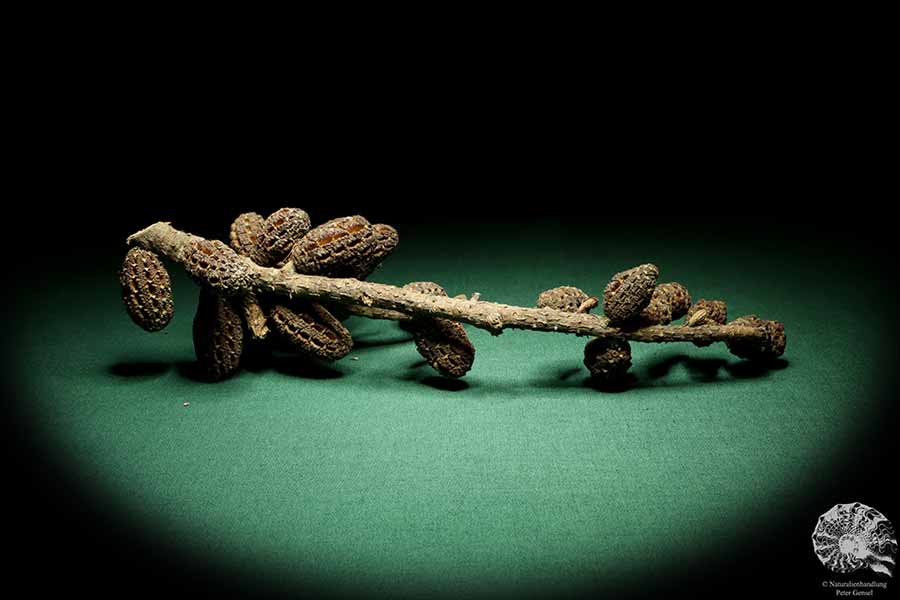 Allocasuarina humilis (19295) a dried fruit from Western Australia | Dried fruit