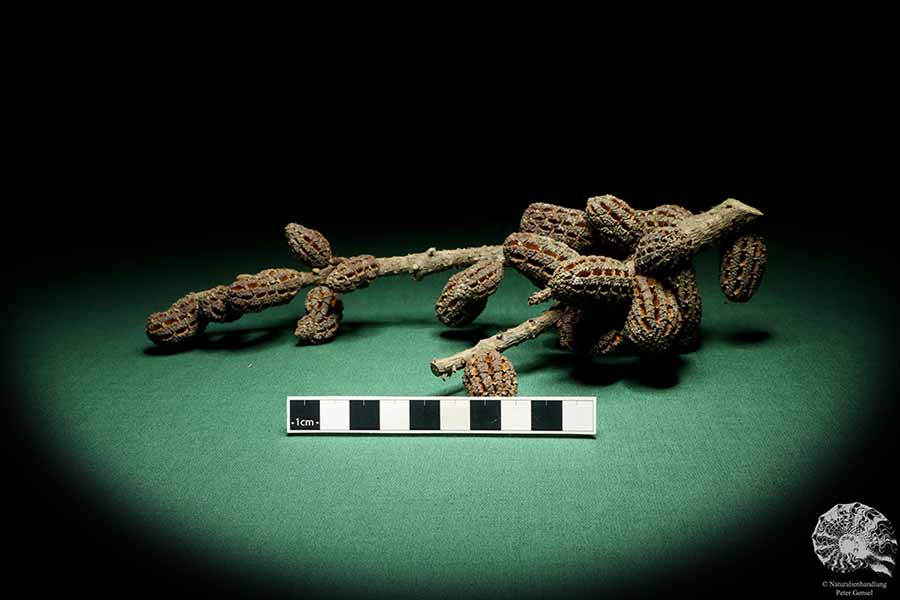 Allocasuarina humilis (19295) a dried fruit from Western Australia | Dried fruit