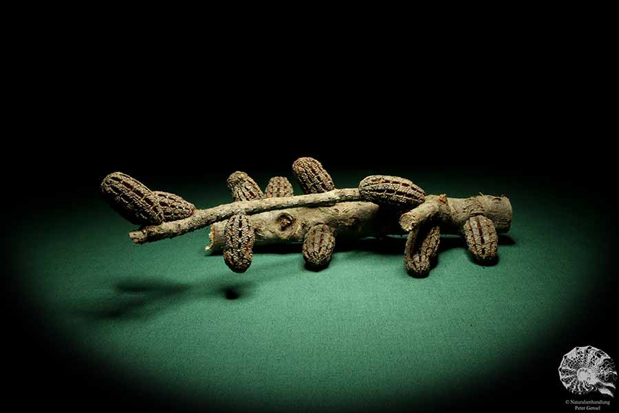 Allocasuarina humilis (19297) a dried fruit from Western Australia | Dried fruit