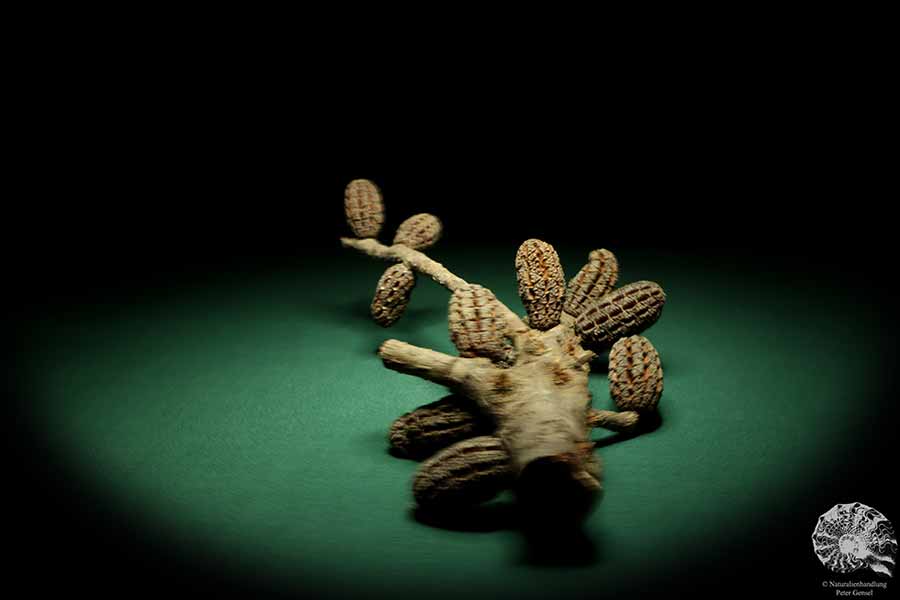 Allocasuarina humilis (19297) a dried fruit from Western Australia | Dried fruit