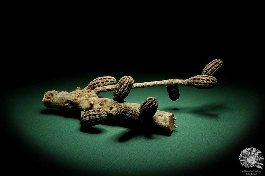 Allocasuarina humilis (19297) a dried fruit from Western Australia | Dried fruit