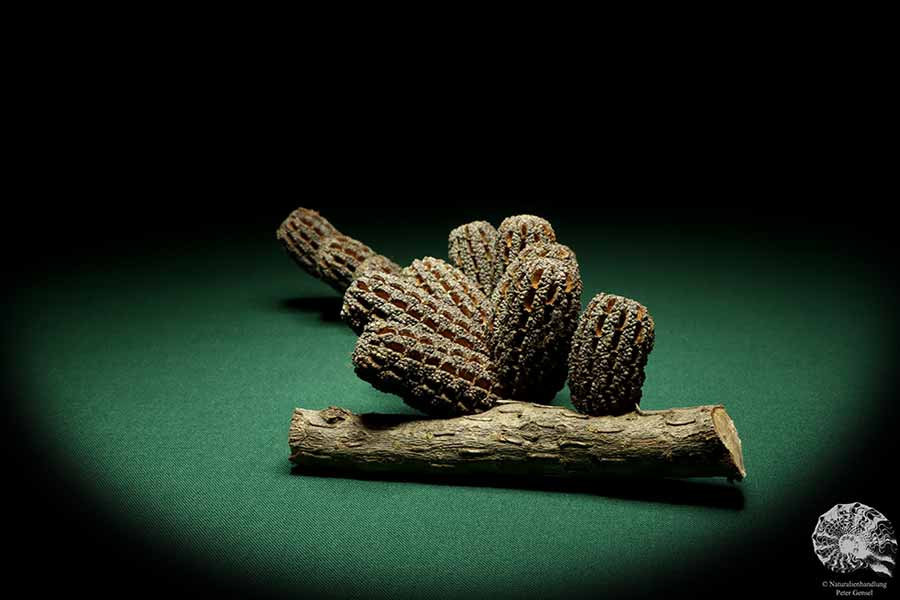 Allocasuarina humilis (19298) eine Trockenfrucht aus Westliches Australien | Trockenfrüchte