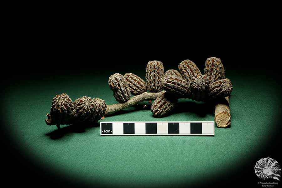 Allocasuarina humilis (19298) eine Trockenfrucht aus Westliches Australien | Trockenfrüchte