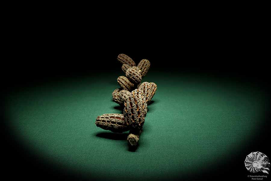 Allocasuarina humilis (19300) eine Trockenfrucht aus Westliches Australien | Trockenfrüchte