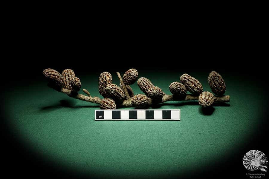 Allocasuarina humilis (19300) eine Trockenfrucht aus Westliches Australien | Trockenfrüchte