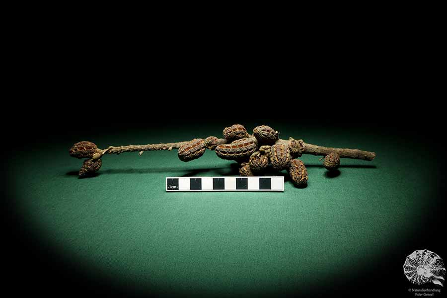 Allocasuarina humilis (19301) a dried fruit from Western Australia | Dried fruit