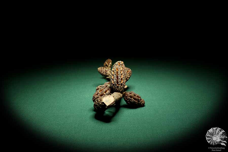 Allocasuarina humilis (19302) a dried fruit from Western Australia | Dried fruit