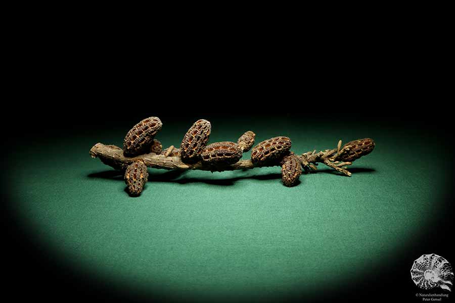 Allocasuarina humilis (19302) a dried fruit from Western Australia | Dried fruit