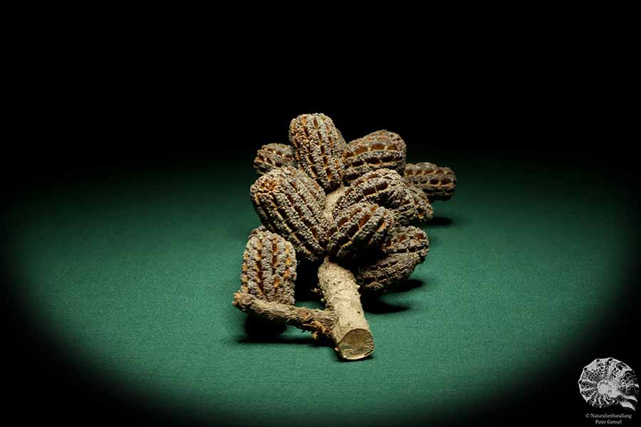 Allocasuarina humilis (19303) eine Trockenfrucht aus Westliches Australien | Trockenfrüchte