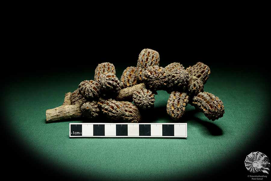 Allocasuarina humilis (19303) eine Trockenfrucht aus Westliches Australien | Trockenfrüchte