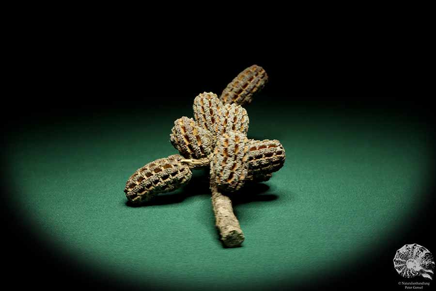 Allocasuarina humilis (19304) a dried fruit from Western Australia | Dried fruit