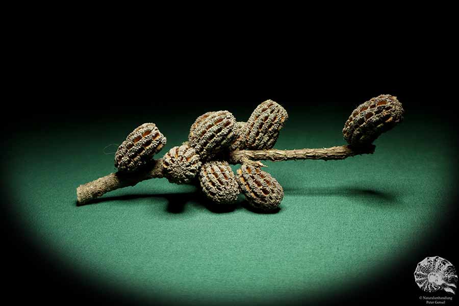 Allocasuarina humilis (19304) a dried fruit from Western Australia | Dried fruit