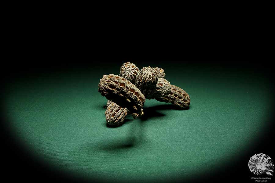 Allocasuarina humilis (19304) a dried fruit from Western Australia | Dried fruit