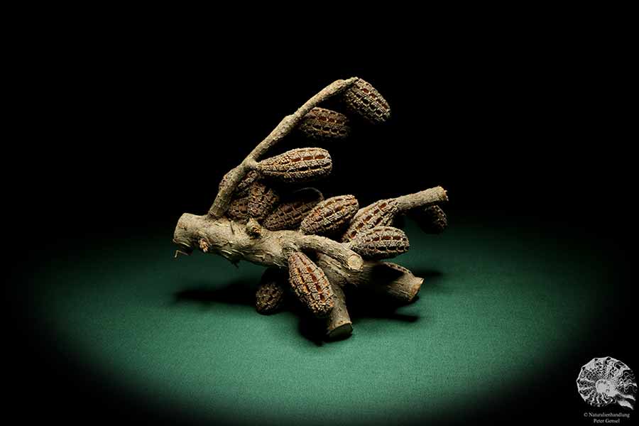 Allocasuarina humilis (19305) eine Trockenfrucht aus Westliches Australien | Trockenfrüchte