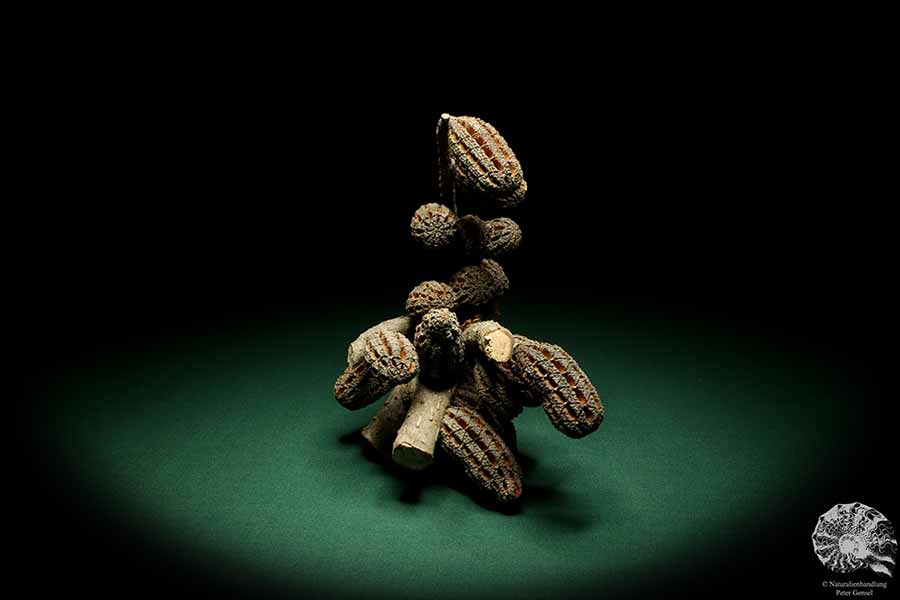 Allocasuarina humilis (19305) a dried fruit from Western Australia | Dried fruit