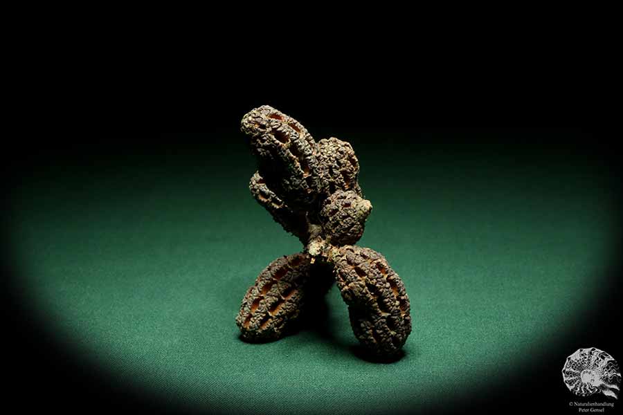 Allocasuarina humilis (19306) a dried fruit from Western Australia | Dried fruit