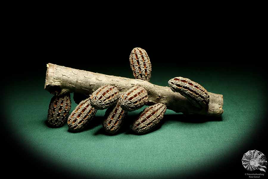 Allocasuarina humilis (19307) eine Trockenfrucht aus Westliches Australien | Trockenfrüchte