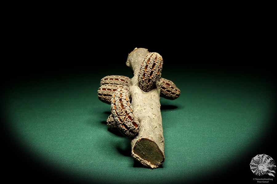 Allocasuarina humilis (19307) a dried fruit from Western Australia | Dried fruit