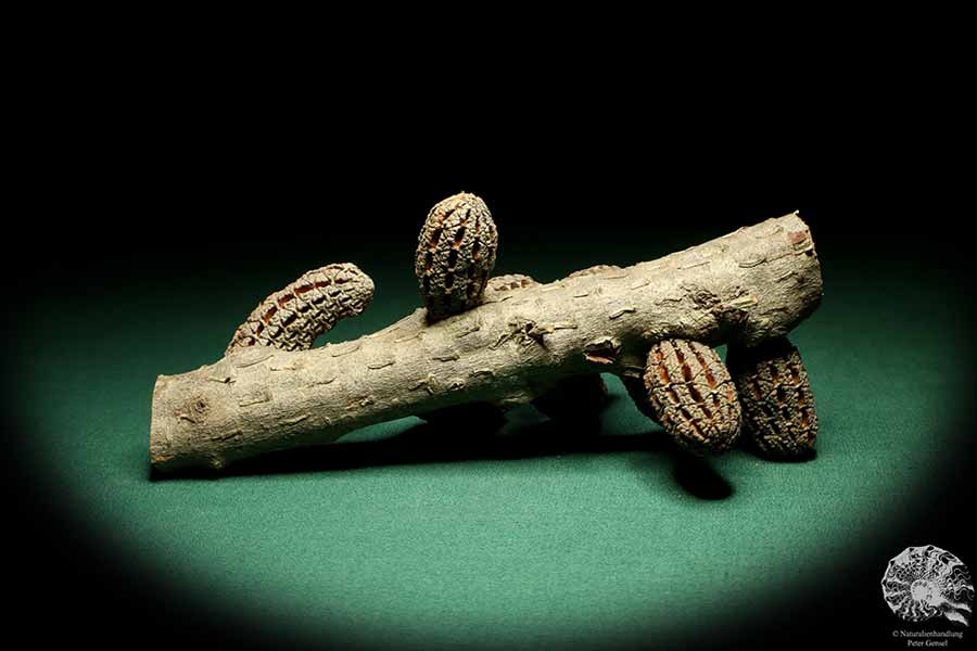 Allocasuarina humilis (19307) a dried fruit from Western Australia | Dried fruit