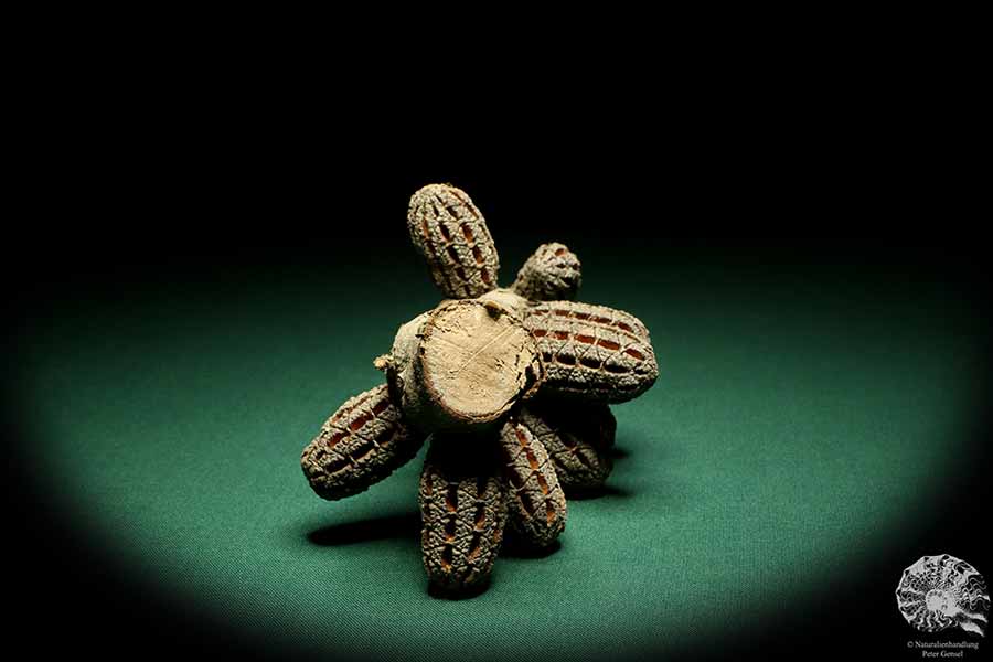 Allocasuarina humilis (19307) a dried fruit from Western Australia | Dried fruit