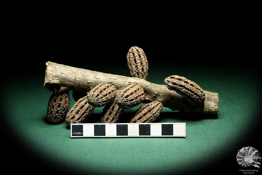 Allocasuarina humilis (19307) eine Trockenfrucht aus Westliches Australien | Trockenfrüchte