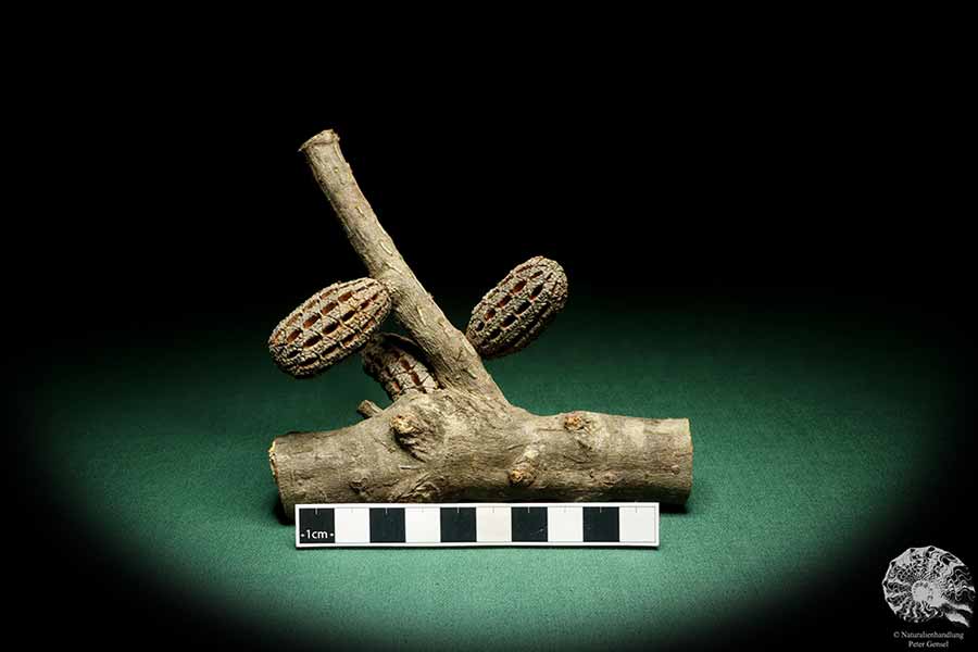 Allocasuarina humilis (19308) a dried fruit from Western Australia | Dried fruit