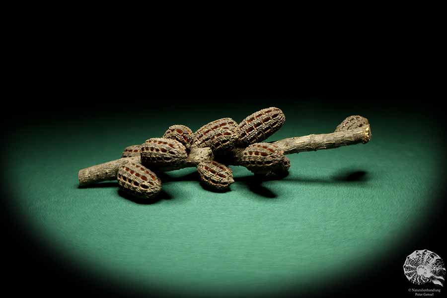 Allocasuarina humilis (19309) a dried fruit from Western Australia | Dried fruit