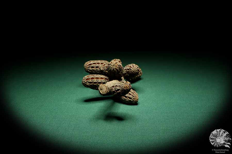 Allocasuarina humilis (19309) a dried fruit from Western Australia | Dried fruit