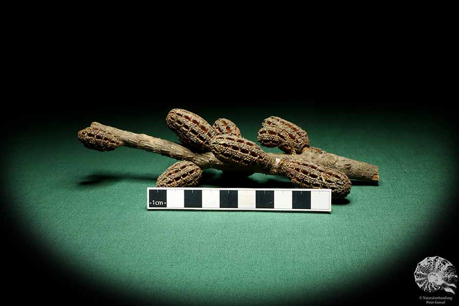 Allocasuarina humilis (19309) eine Trockenfrucht aus Westliches Australien | Trockenfrüchte