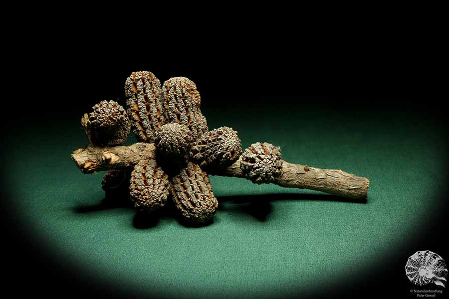 Allocasuarina humilis (19310) a dried fruit from Western Australia | Dried fruit