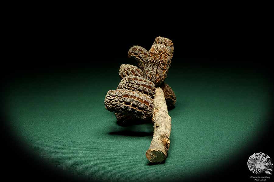 Allocasuarina humilis (19310) a dried fruit from Western Australia | Dried fruit