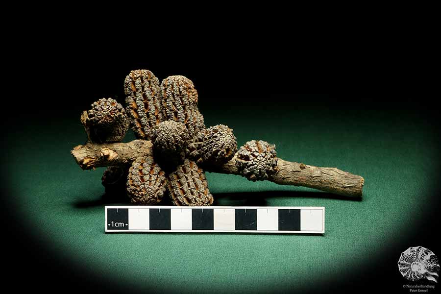 Allocasuarina humilis (19310) a dried fruit from Western Australia | Dried fruit