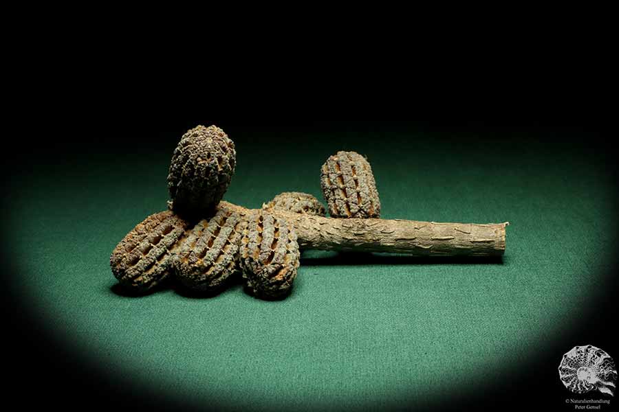 Allocasuarina humilis (19311) eine Trockenfrucht aus Westliches Australien | Trockenfrüchte