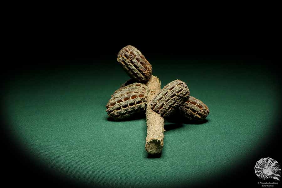 Allocasuarina humilis (19311) a dried fruit from Western Australia | Dried fruit