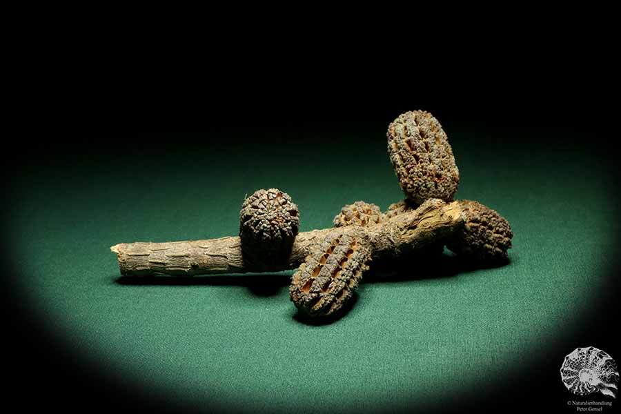 Allocasuarina humilis (19311) a dried fruit from Western Australia | Dried fruit