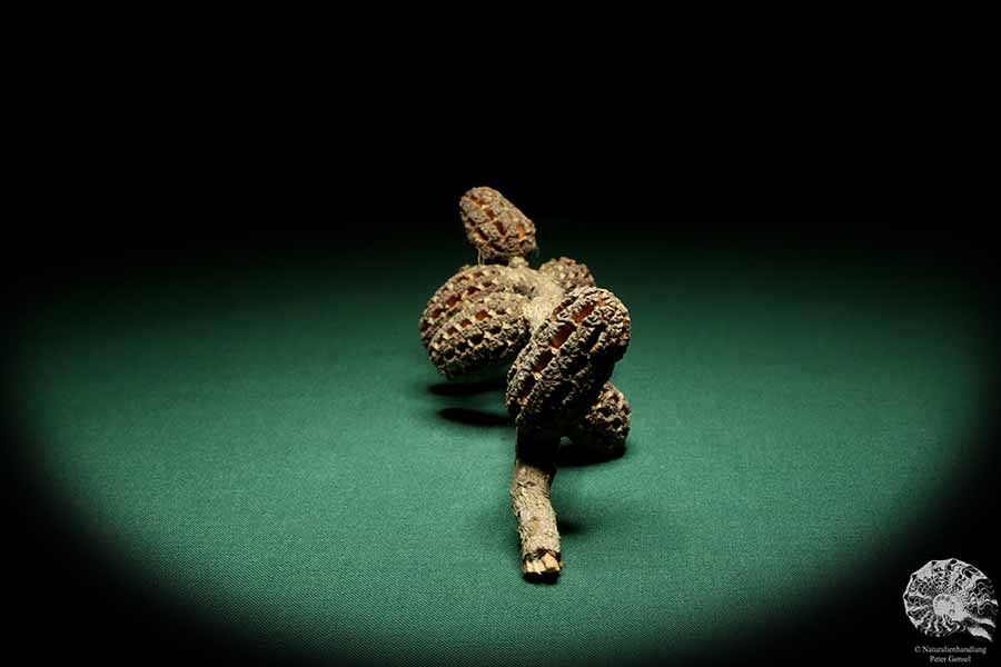 Allocasuarina humilis (19312) a dried fruit from Western Australia | Dried fruit