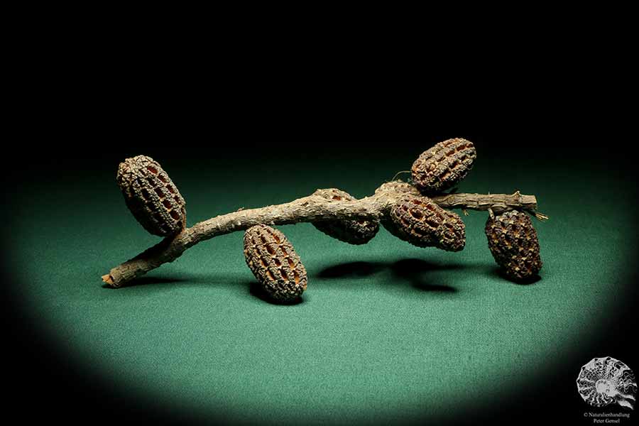 Allocasuarina humilis (19312) a dried fruit from Western Australia | Dried fruit