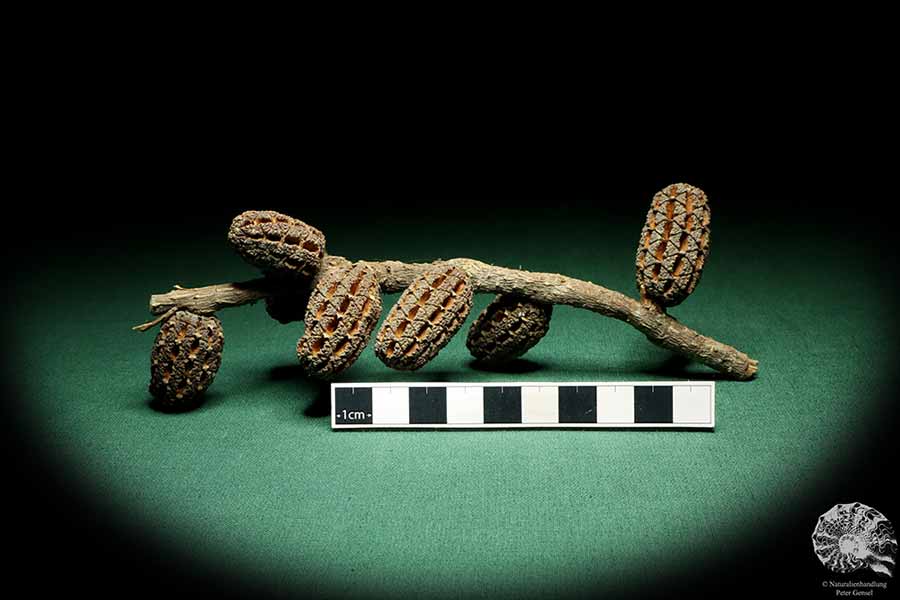 Allocasuarina humilis (19312) a dried fruit from Western Australia | Dried fruit