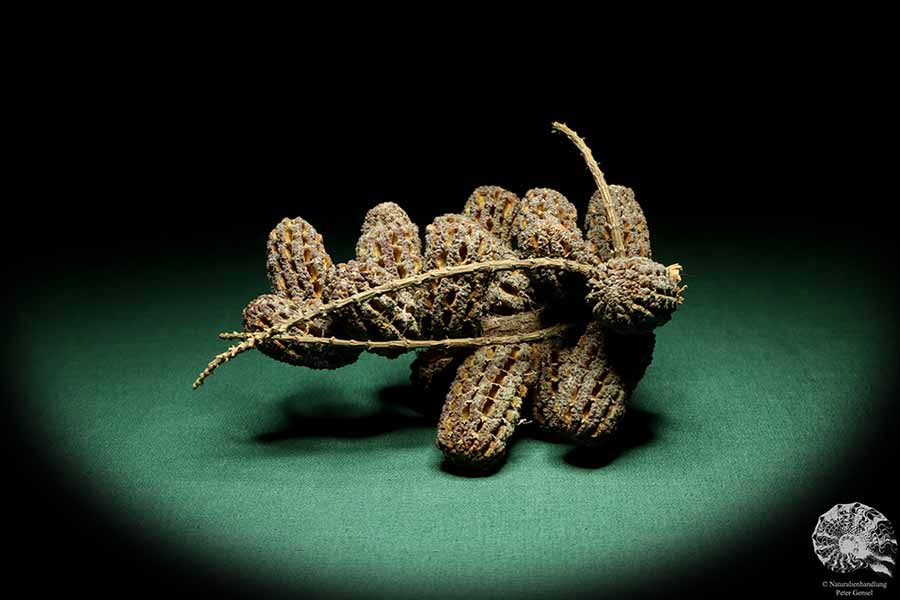 Allocasuarina humilis (19313) a dried fruit from Western Australia | Dried fruit