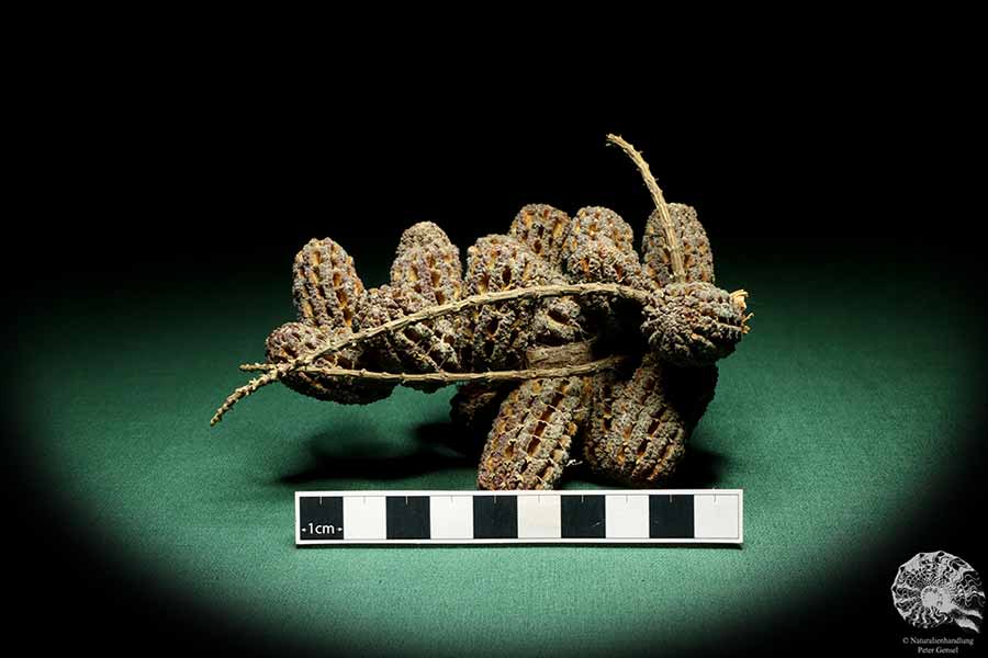 Allocasuarina humilis (19313) eine Trockenfrucht aus Westliches Australien | Trockenfrüchte