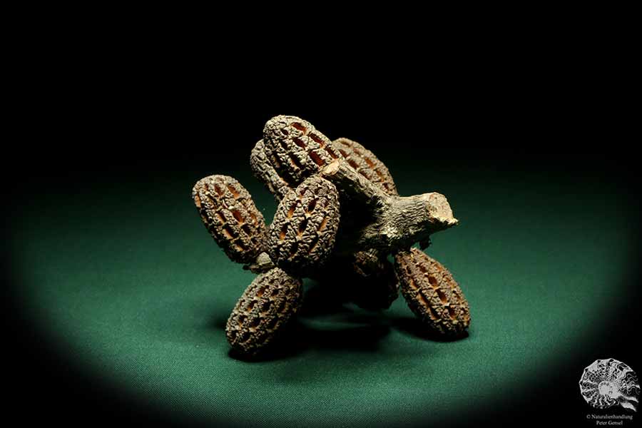 Allocasuarina humilis (19314) a dried fruit from Western Australia | Dried fruit