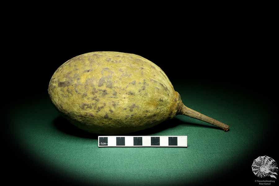 Adansonia digitata (19431) a dried fruit from Africa | Dried fruit