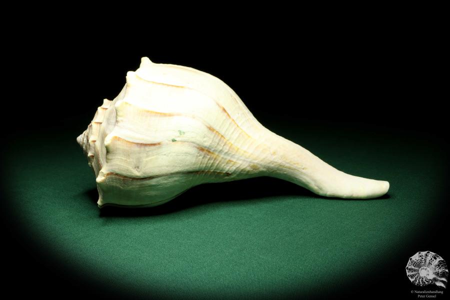 Sinistrofulgur perversum (19508) eine Schnecke aus Golfküste von Florida | Conchylien | Schnecken