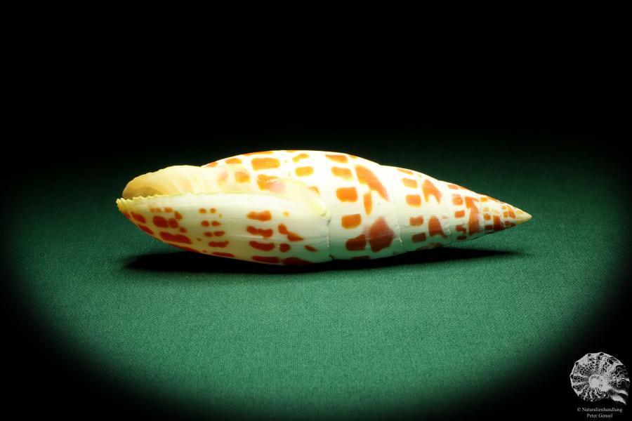 Mitra mitra (19520) a snail from Philippines | Conchylia | Snails